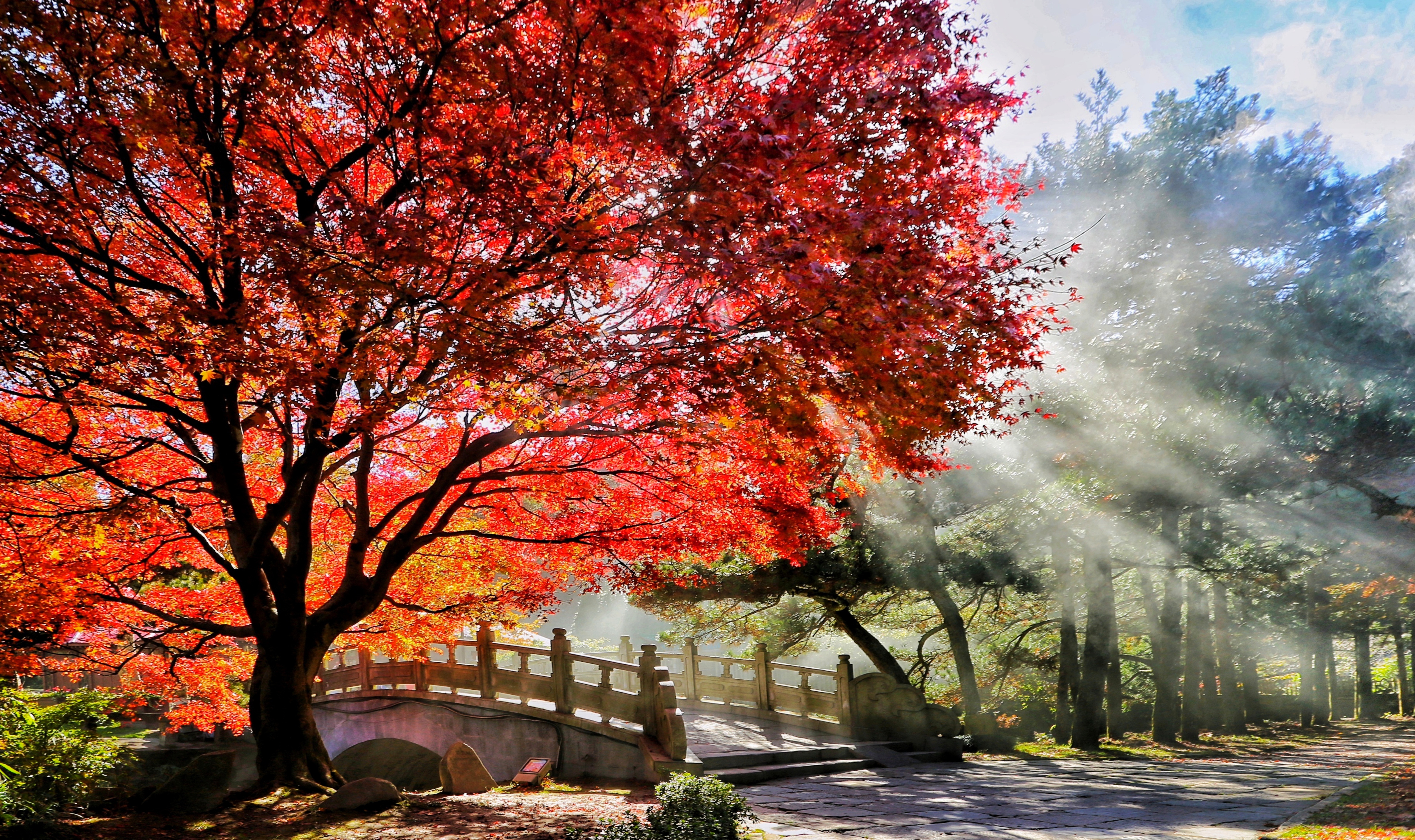 作品名；匡庐枫叶红，作者名；王俊  庐山.jpg