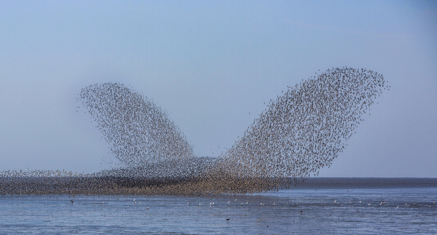 辽宁丹东鸭绿江口候鸟栖息地（柳明玉 摄）.png